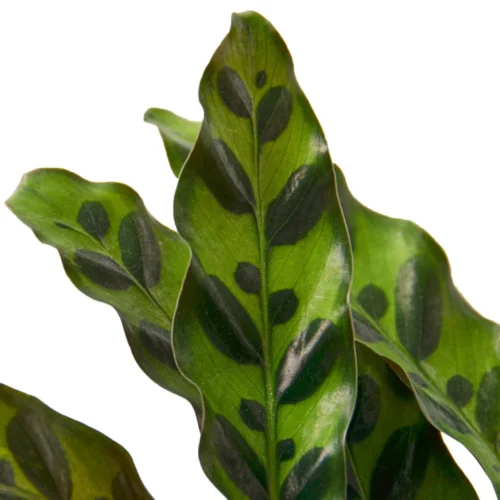 Calathea Lancifolia ‘Rattlesnake’ – 4″ Pot – NURSERY POT ONLY