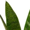 Snake Plant ‘Zeylanica’ – 4″ Pot – NURSERY POT ONLY -Green Garden Life Store c8ca10b8 4ae9 5f6e 9fa8 3b73bdc87397 b6f733ce 300c 4d07 8bd1 17e7a794cb52