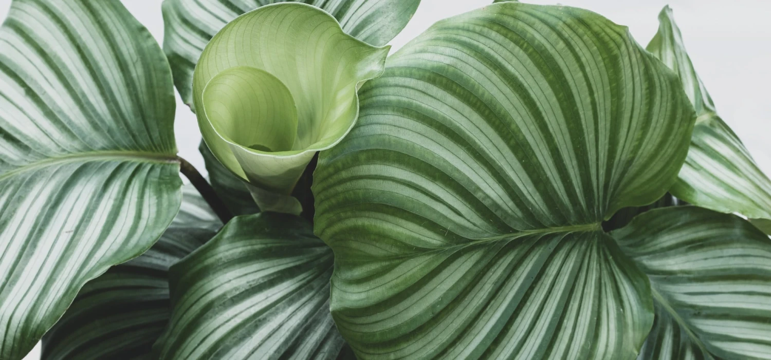 Green Garden Life Store -Green Garden Life Store calathea orbifolia gebedsplant k