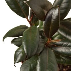 Ficus Elastica ‘Burgundy’ – 4″ Pot – NURSERY POT ONLY -Green Garden Life Store cdb82568 296a 5737 bbcc d832fee95203 c8e0ffc4 cfb6 4c39 a6de e7a5e12d720e