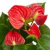 Anthurium ‘Red’ – 4″ Pot – NURSERY POT ONLY -Green Garden Life Store cf7ee355 861e 50d4 8749 e9ede8905eab c3e5cc7e 24d8 4ebe a19b 71dcbf8bf3aa