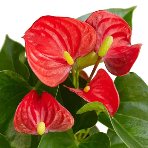 Anthurium ‘Red’ – 4″ Pot – NURSERY POT ONLY