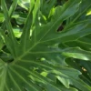 Philodendron ‘Lickety Split’ -Green Garden Life Store d09187f2 e388 5cbd 835f 0f1e6d8589ae