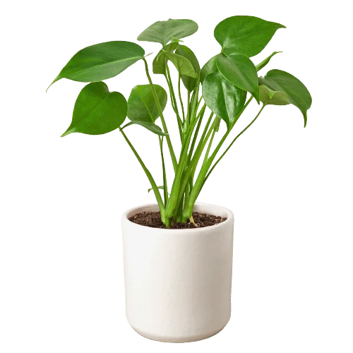 Philodendron Monstera Split-Leaf 11 Philodendron Monstera Split-Leaf - Image 9