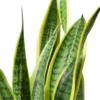 Snake Plant Laurentii – 6″ Pot – NURSERY POT ONLY -Green Garden Life Store d347961b 6650 5a92 9491 6476e32714c6 22a18662 0ce9 4bd0 8145 3c72c2ab1c97