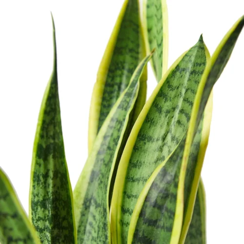 Snake Plant Laurentii – 6″ Pot – NURSERY POT ONLY