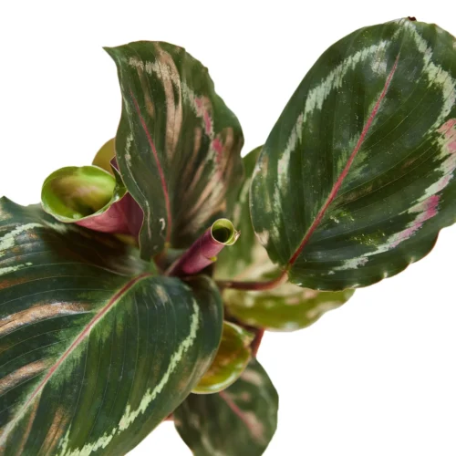 Calathea Roseopicta ‘Medallion’