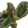 Calathea Roseopicta ‘Medallion’ – 6″ Pot – NURSERY POT ONLY -Green Garden Life Store d38a82c4 f7d4 5236 b842 51204e6f5de1 b3b6b07c 783e 4ea5 8b9b 9fbff36d10af