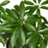 Schefflera Arboricola ‘Umbrella’ – 4″ Pot – NURSERY POT ONLY -Green Garden Life Store d3ae19f4 7506 5d82 85b1 dc980ff283c1 8736f594 9cff 4ea1 8989 15e0ec2ac024