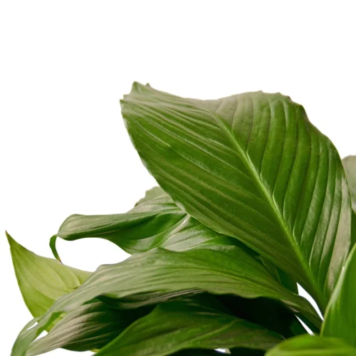 Spathiphyllum ‘Peace Lily’ -Green Garden Life Store d6af1057 2386 5b84 9512 c00d54f19cce 40728897 c5ed 4c97 ae2f 9326733006d7