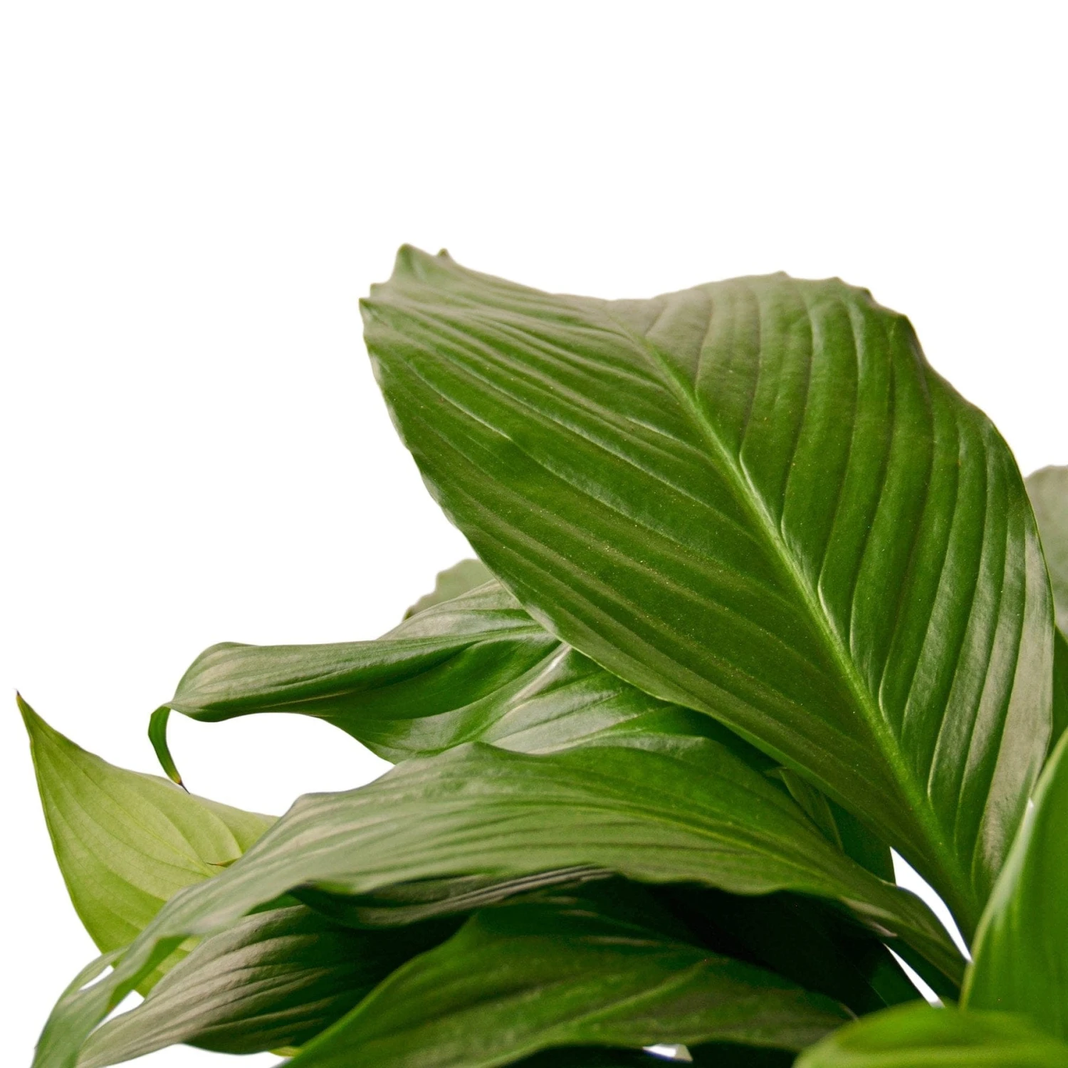 Spathiphyllum ‘Peace Lily’ 5 Spathiphyllum ‘Peace Lily’ - Image 3