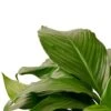 Spathiphyllum ‘Peace Lily’ – 6″ Pot – NURSERY POT ONLY -Green Garden Life Store d6af1057 2386 5b84 9512 c00d54f19cce 5e2a8e7e bcf3 4270 9ad3 ce92567c8de9