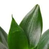 Snake Plant Jade 2 Snake Plant Jade -Green Garden Life Store d86e2134 67c4 5dea 87b7 c5bb4b6c6c6b