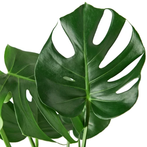 Philodendron Monstera Split-Leaf – 6″ Pot – NURSERY POT ONLY