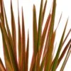 Dracaena ‘Colorama’ -Green Garden Life Store df73ecda 444f 5c22 9031 9dcbf3b33258