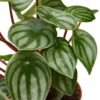 Peperomia Watermelon – 6″ Pot – NURSERY POT ONLY -Green Garden Life Store e02322d9 a60a 576f a091 a715e8d4f419 00954f90 3e76 4db8 ab1f 8bdefa92c5c6
