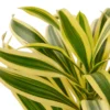 Dracaena ‘Song Of India’ – 4″ Pot – NURSERY POT ONLY -Green Garden Life Store e9ebc76b 2e7b 59e7 b8c1 b9da4f11f69f f7965e1f 3864 4416 b3f5 9eea04c1d25a