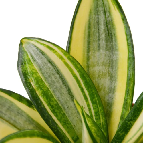 Snake Plant Gold Hahnii – 4″ Pot – NURSERY POT ONLY -Green Garden Life Store eb19e374 9ee9 585c a008 4c27ecaef902 403252fa 1a3c 4ffe 99cd 0a00d304895c