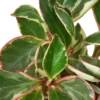 Peperomia ‘Ginny’ – 4″ Pot – NURSERY POT ONLY