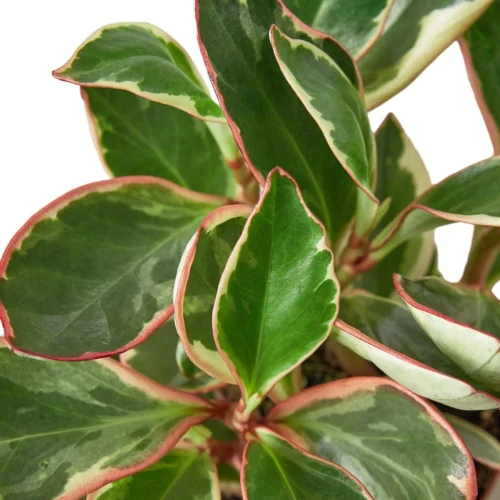 Peperomia ‘Ginny’ – 4″ Pot – NURSERY POT ONLY