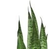 Snake Plant ‘Zeylanica’ – 6″ Pot – NURSERY POT ONLY 2 Snake Plant ‘Zeylanica’ – 6″ Pot – NURSERY POT ONLY -Green Garden Life Store f16b0e47 ce65 5e2e aa57 8bd6c3bd7dbf 2eaf34c8 b2c3 4cec b350 be724736aec7