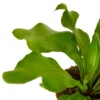 Bird’s Nest ‘Nidus’ Fern -Green Garden Life Store f1d64397 eb11 5646 9e76 e09d827d76bd