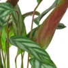 Calathea ‘Grey Star’ -Green Garden Life Store f90b850d 365e 526b b82a 45771145265b