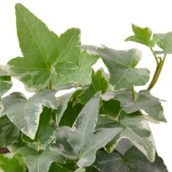 English Ivy ‘Glacier’
