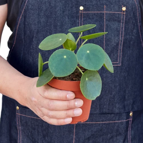 Pilea Peperomioides ‘Chinese Money’ – 4″ Pot – NURSERY POT -Green Garden Life Store fbf9451a 32c7 58ae 92d1 23deb6c3d59e 67153a07 9482 49db 9f68 ca7034d11c9d
