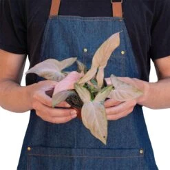 Syngonium ‘Pink Splash’ – 4″ Pot -Green Garden Life Store open uri20230422 4129384 17ai97b