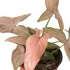 Syngonium ‘Pink Splash’ – 4″ Pot -Green Garden Life Store open uri20230422 4129384 2ohpgz